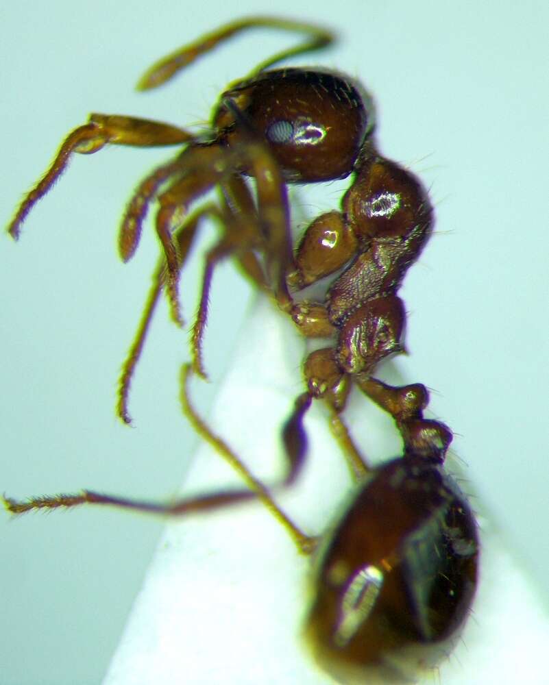 Image of Aphaenogaster subterraneoides Emery 1881