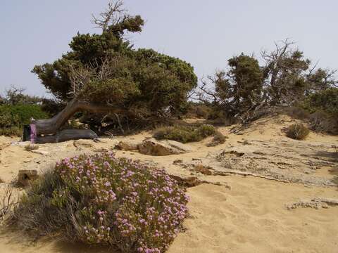 Image of Large-fruited Juniper