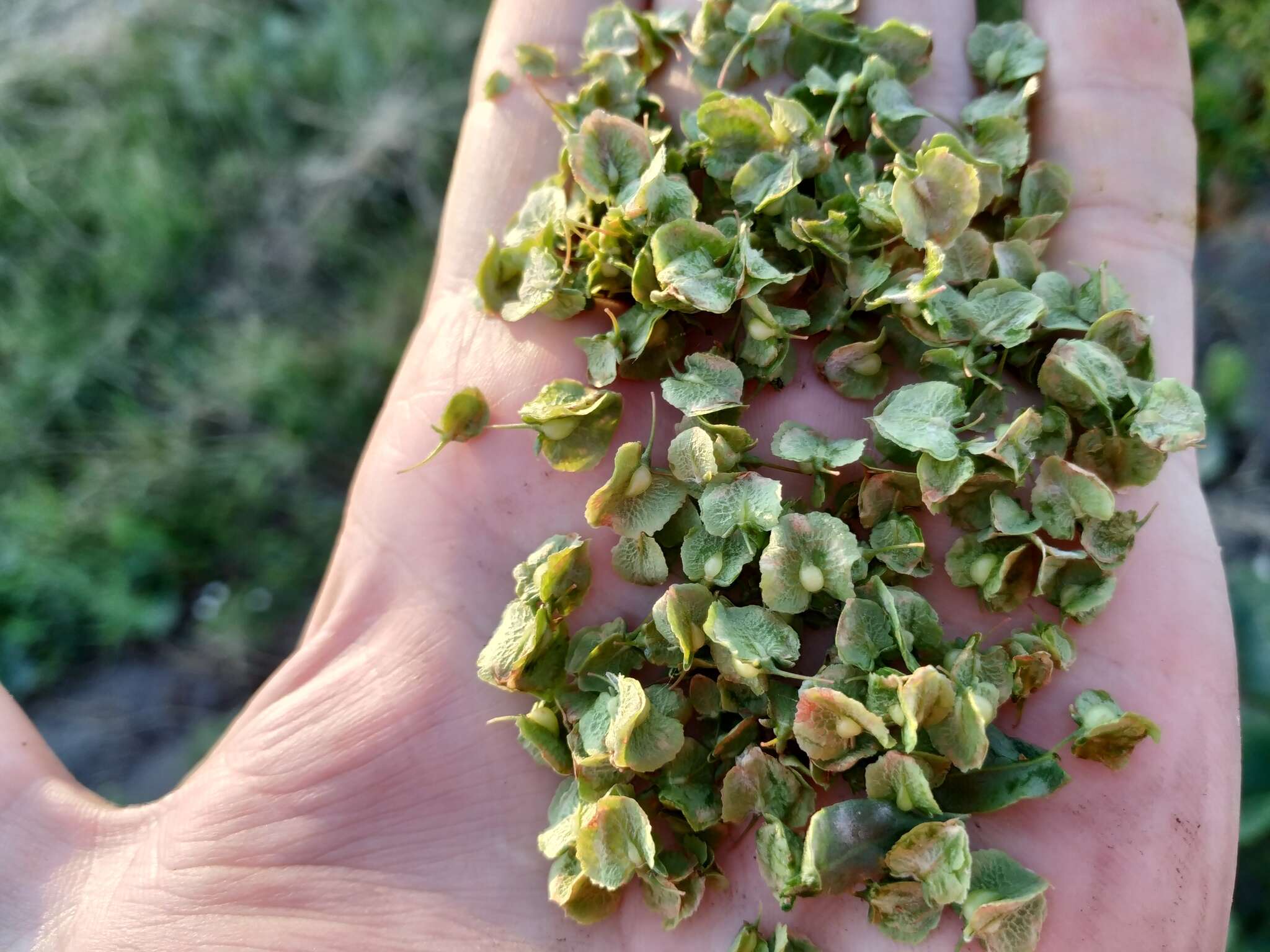 Image of Rumex patientia subsp. orientalis Danser