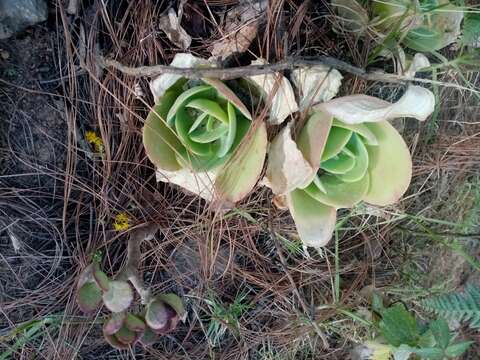 Image of Echeveria pallida Walther