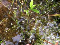 Image of Gulf Pipewort