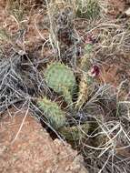 Image of Bulrush Canyon Prickly-pear