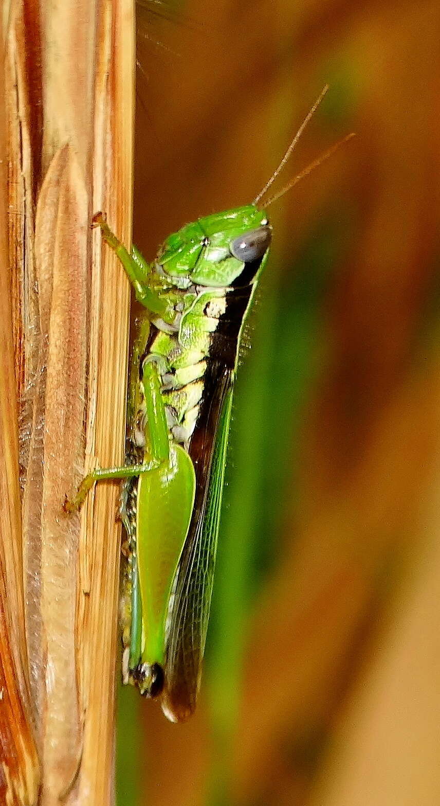 Image of Oxya hyla Serville 1831