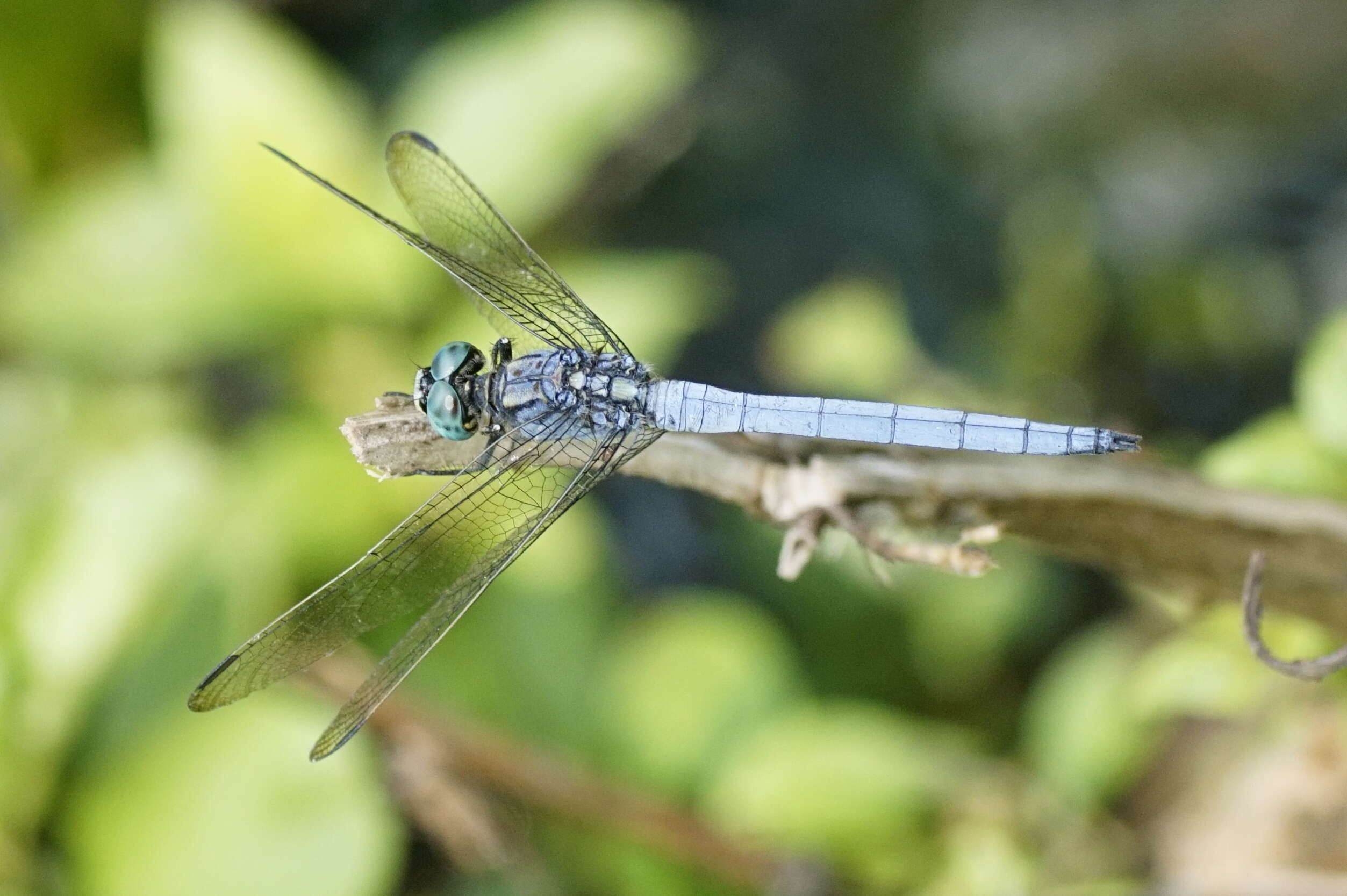 Image of Orthetrum luzonicum (Brauer 1868)