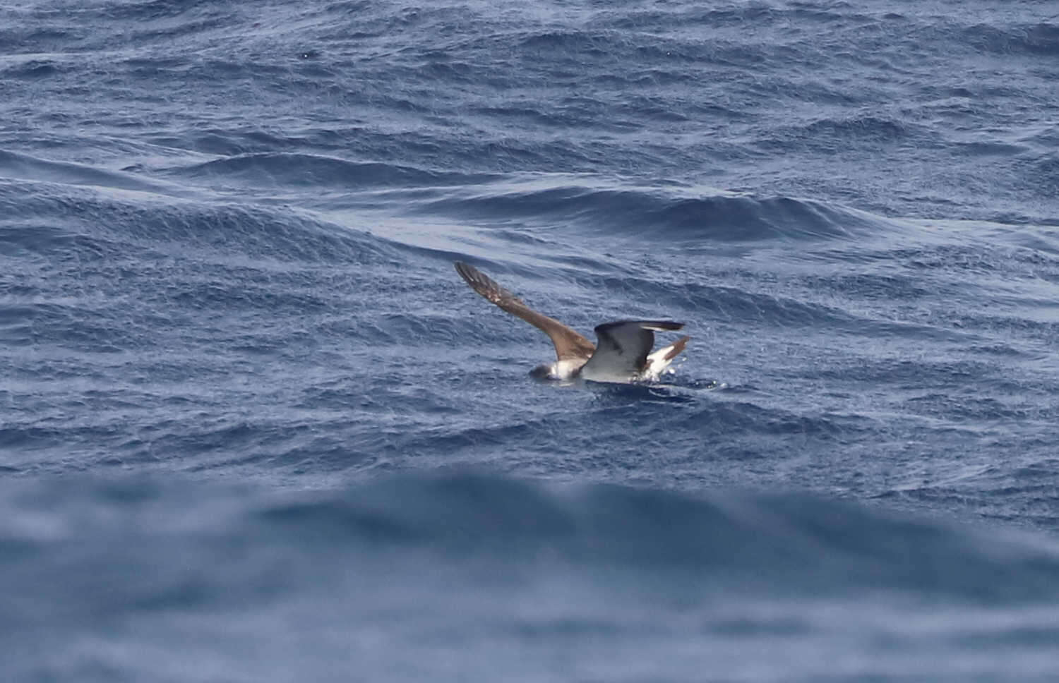 Image of Black-capped Petrel