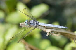 Image of Orthetrum luzonicum (Brauer 1868)