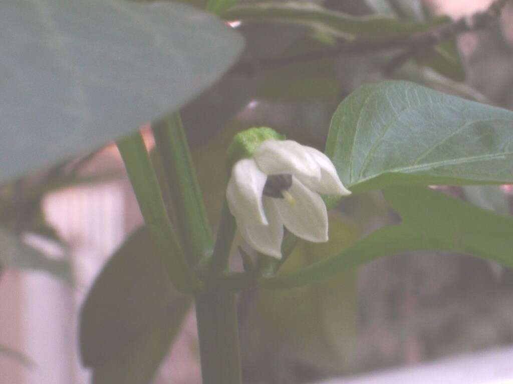 Image of cayenne pepper