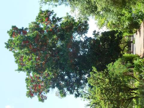 Image of firewheel tree