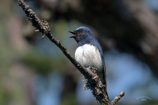 Image of Cyanoptila Blyth 1847