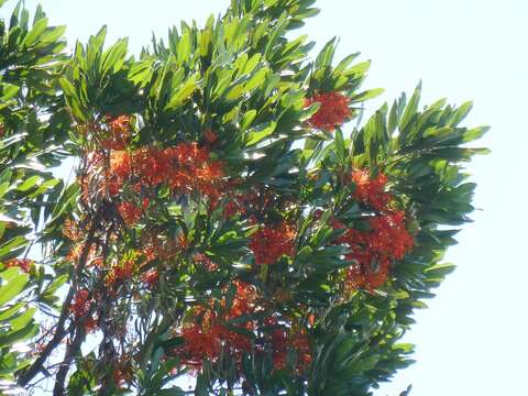 Image of firewheel tree