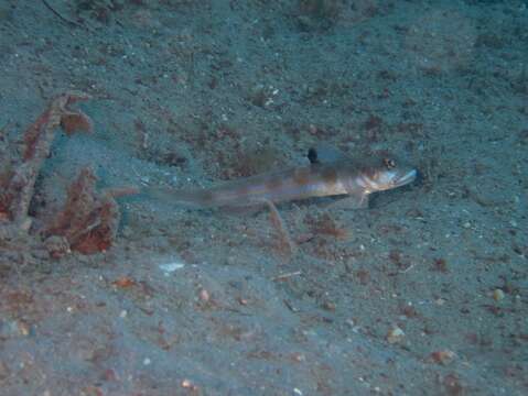 Image of <i>Oxyurichthys zeta</i>