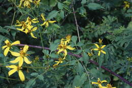 Слика од Bidens reptans (L.) G. Don