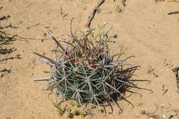 Image of Ferocactus fordii subsp. fordii