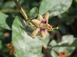 Image of matrimony vine