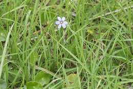 Image of eastern blue-eyed grass