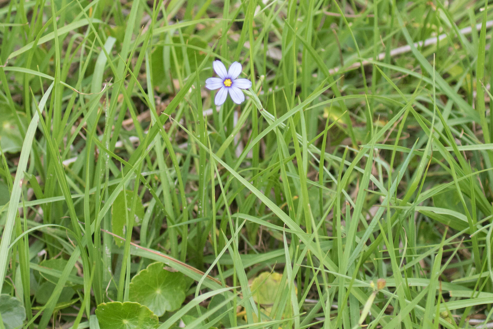 Image of eastern blue-eyed grass