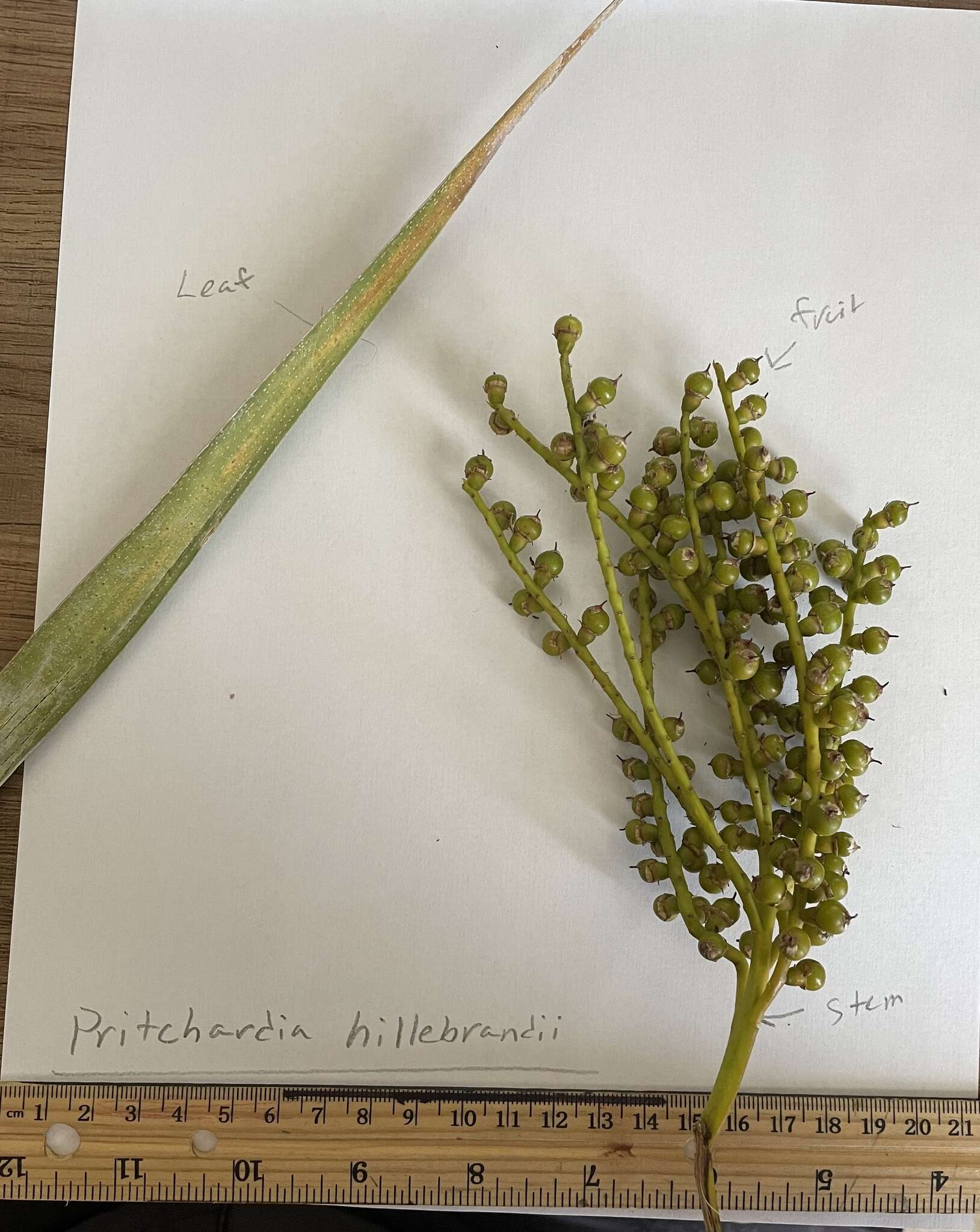 صورة Pritchardia hillebrandii Becc.