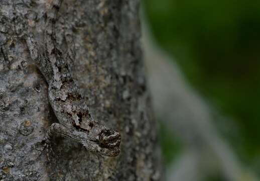 Image of Black-nosed Lizard