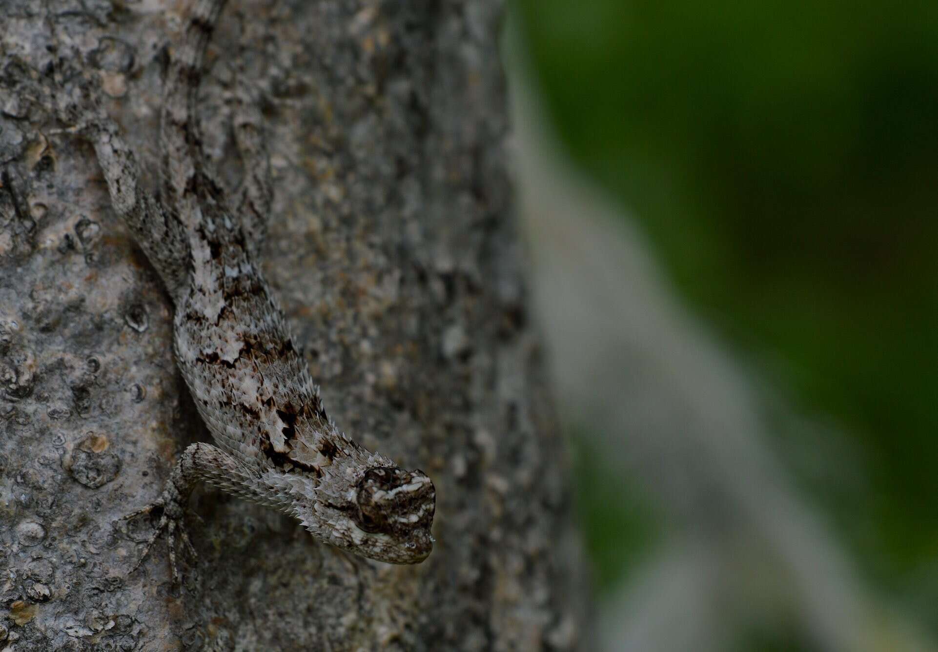 Image of Black-nosed Lizard