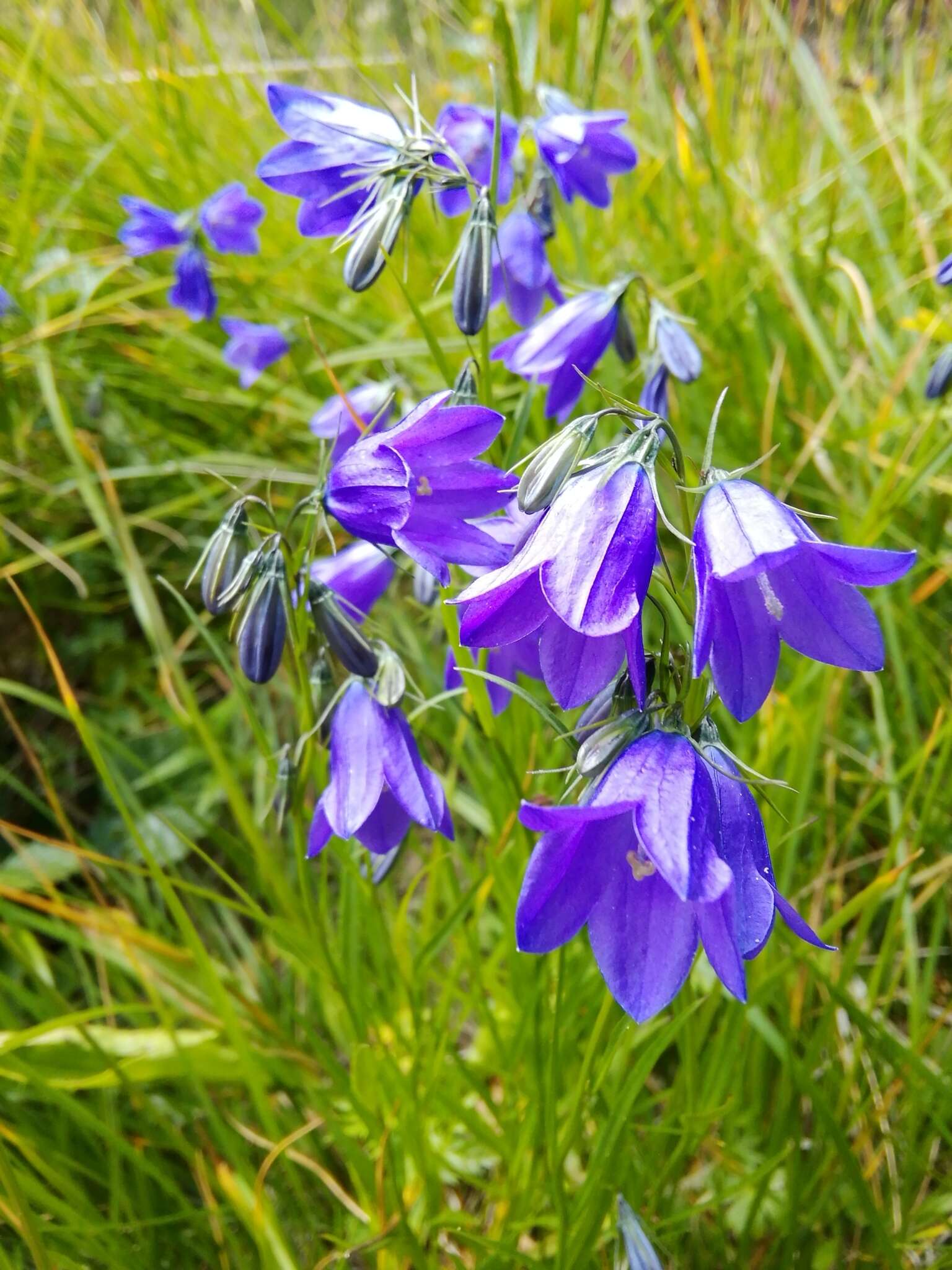 Image of Campanula serrata (Kit. ex Schult.) Hendrych