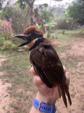 Image of Chestnut-capped Puffbird