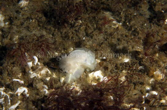 Image of Goniodoris nodosa (Montagu 1808)