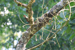 Image of Stripe-breasted Woodpecker