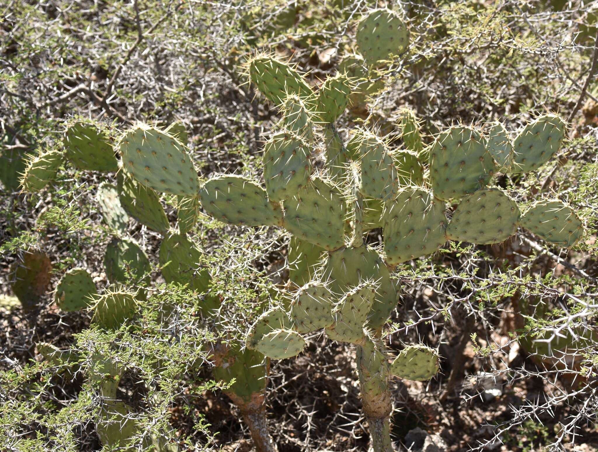 Image of Opuntia caracassana Salm-Dyck