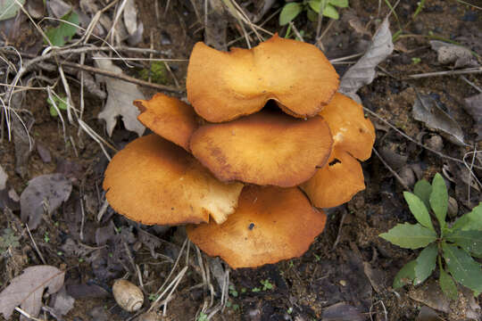 Image of Gymnopilus picreus (Pers.) P. Karst. 1879