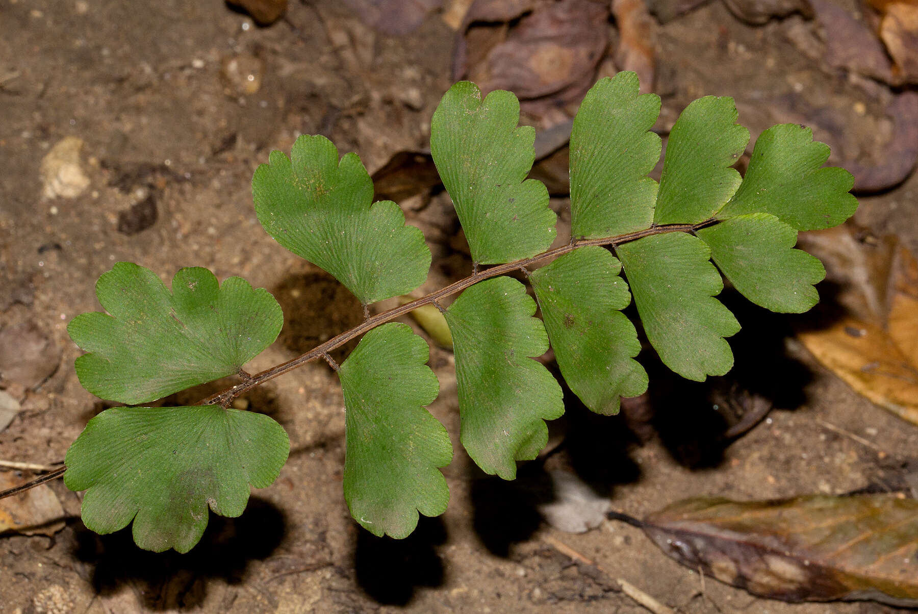 Image of Adiantum soboliferum Wall.