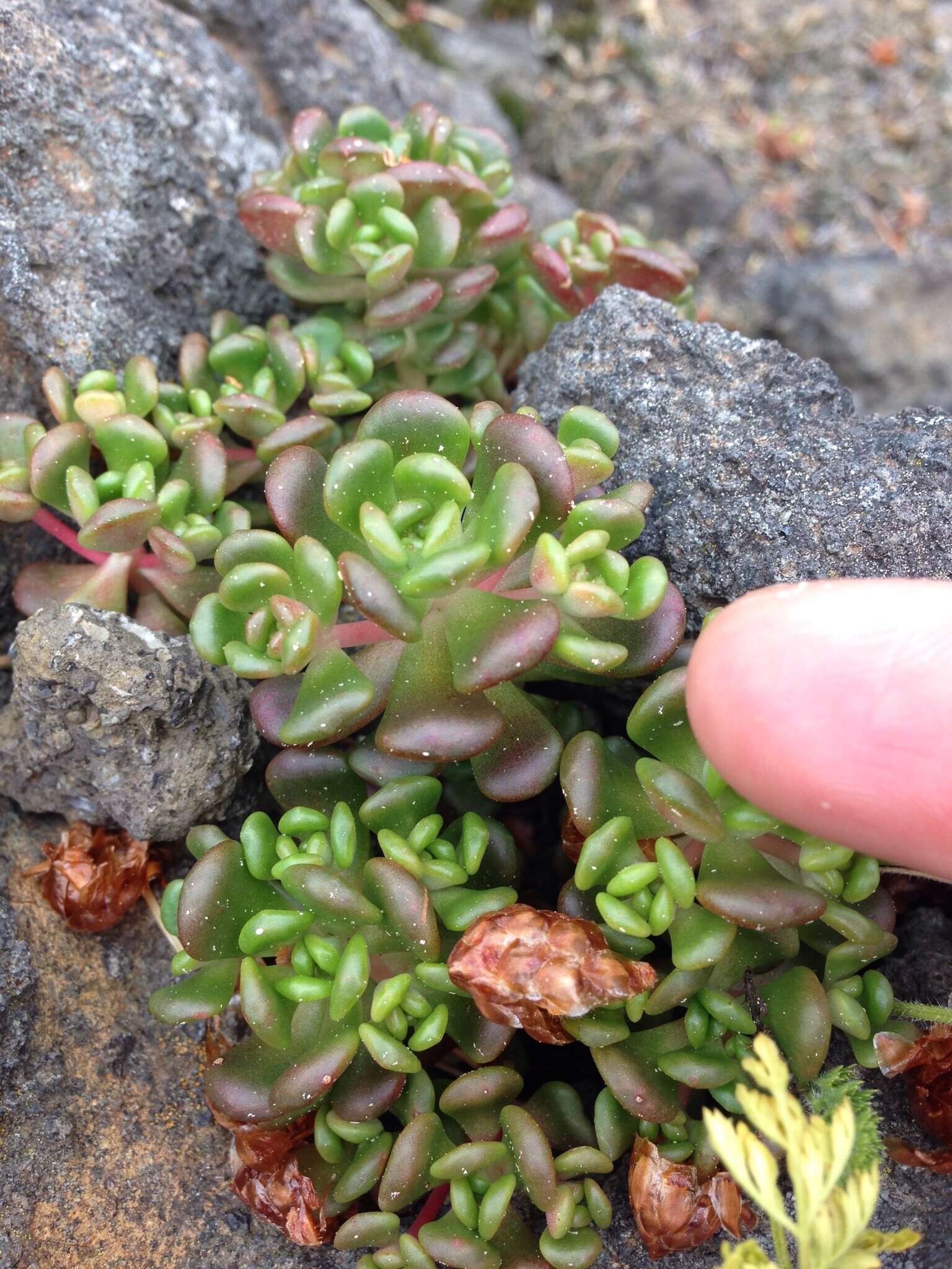 صورة Sedum oreganum Nutt. ex Torr. & Gray