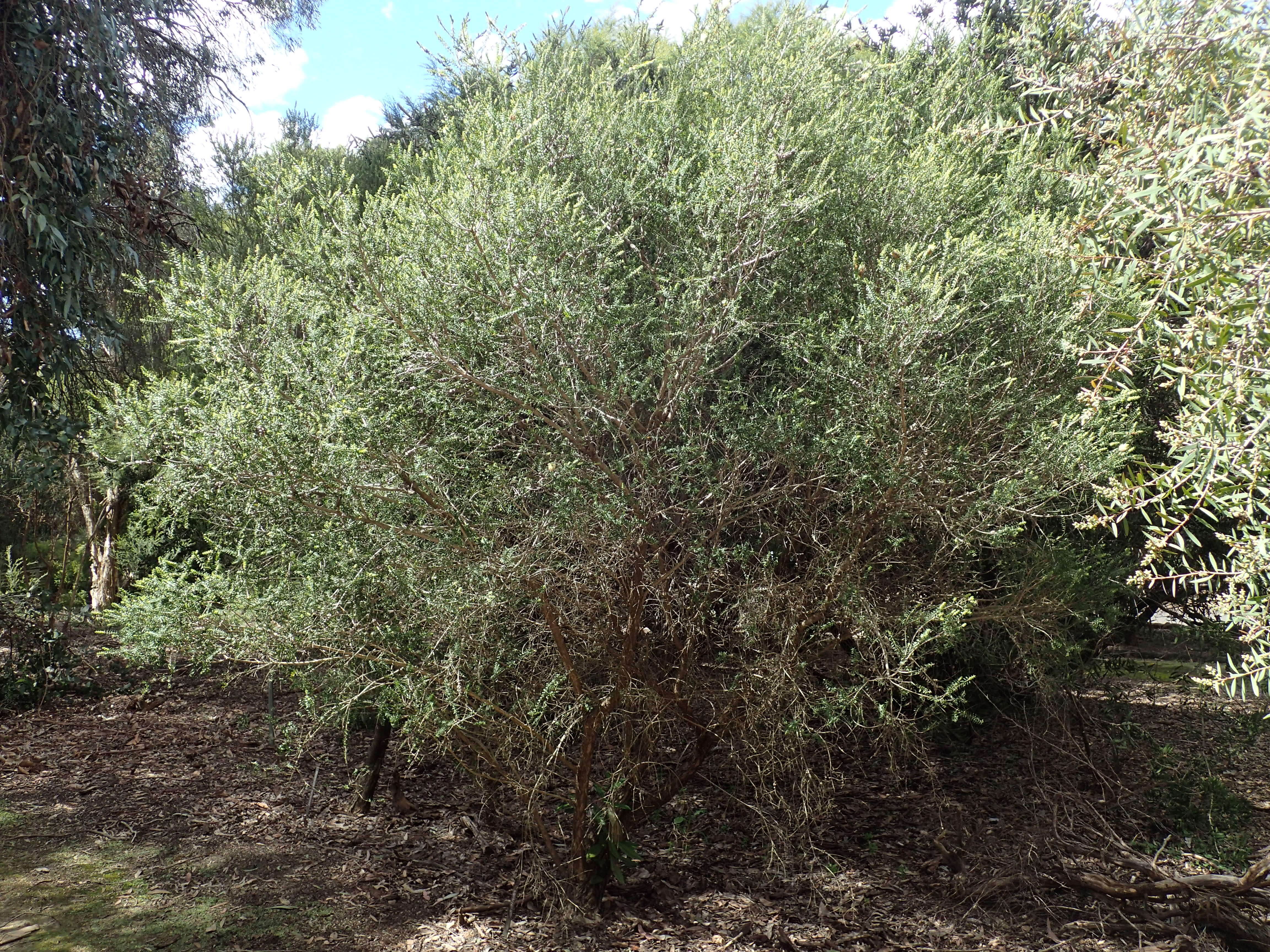 Image de Melaleuca squarrosa Donn