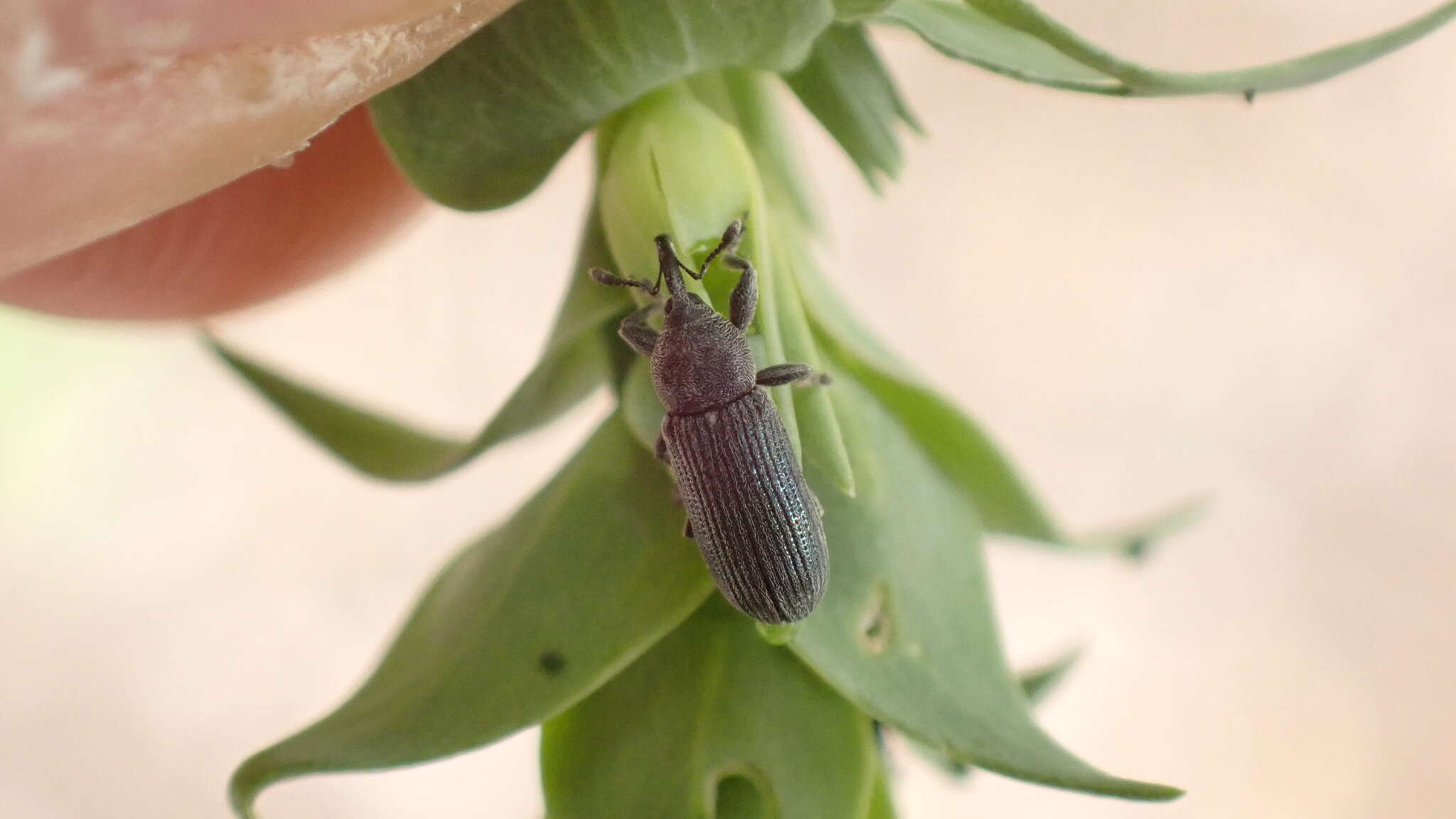 Mecinus janthiniformis Tosevski & Caldara ex Tosevski, Caldara, Jovic & Hernández-Vera resmi