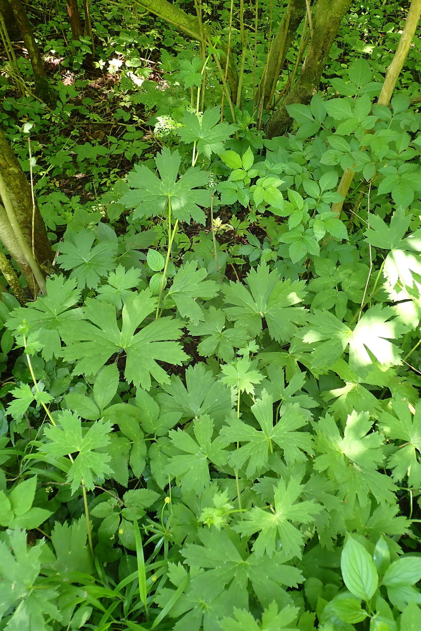 Image of Aconitum lycoctonum subsp. moldavicum (Hacq.) J. Jalas