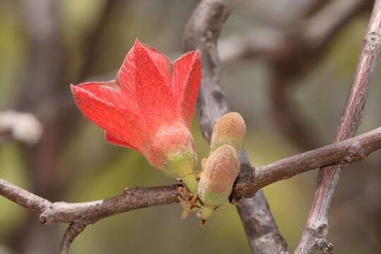 Imagem de Brachychiton chillagoensis G. P. Guymer