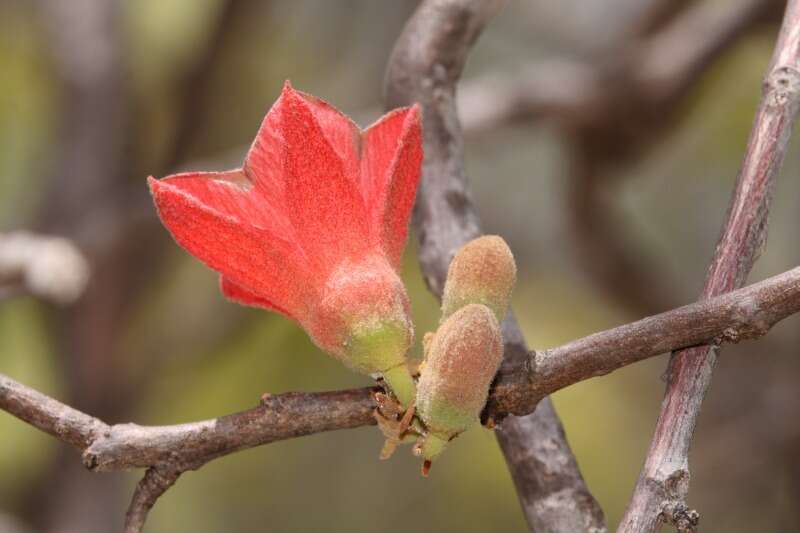 Imagem de Brachychiton chillagoensis G. P. Guymer