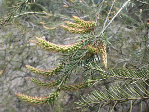 Image of Melaleuca sieberi Schauer