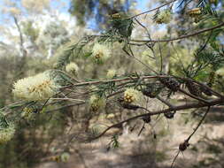 Melaleuca incana R. Br.的圖片