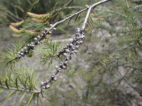 Image of Melaleuca sieberi Schauer