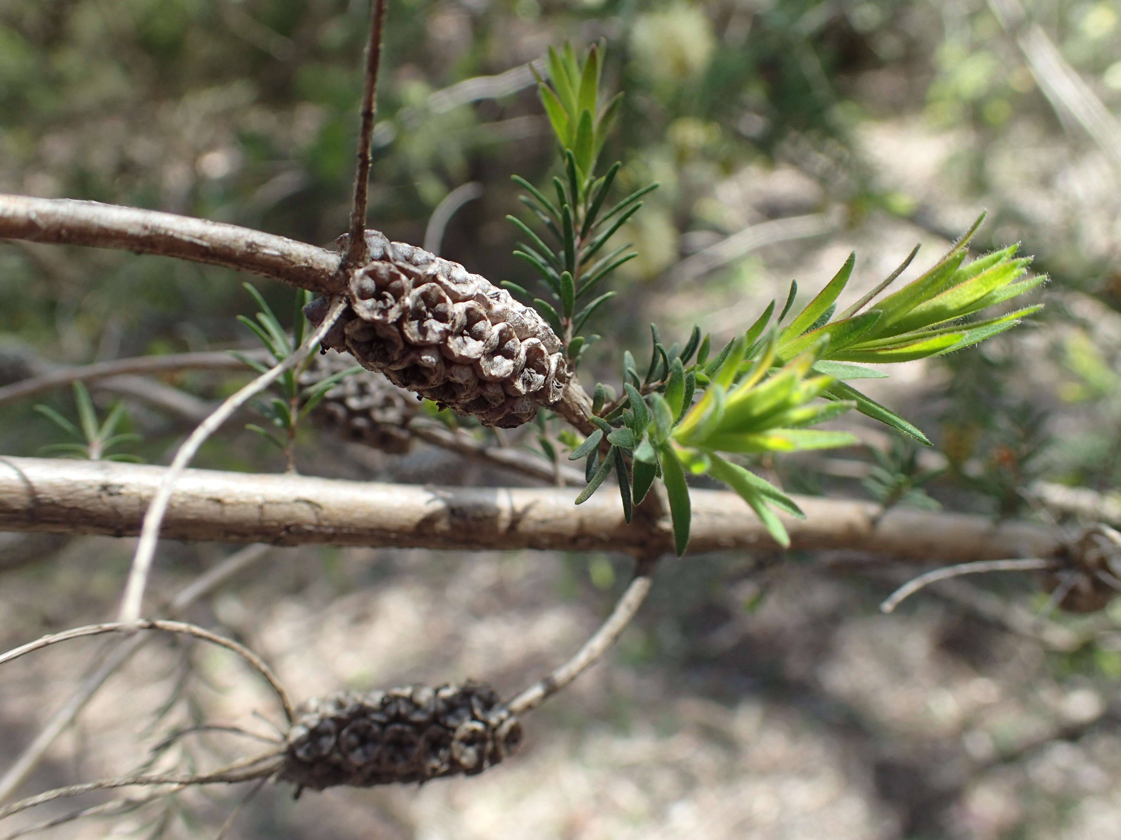 Melaleuca incana R. Br.的圖片