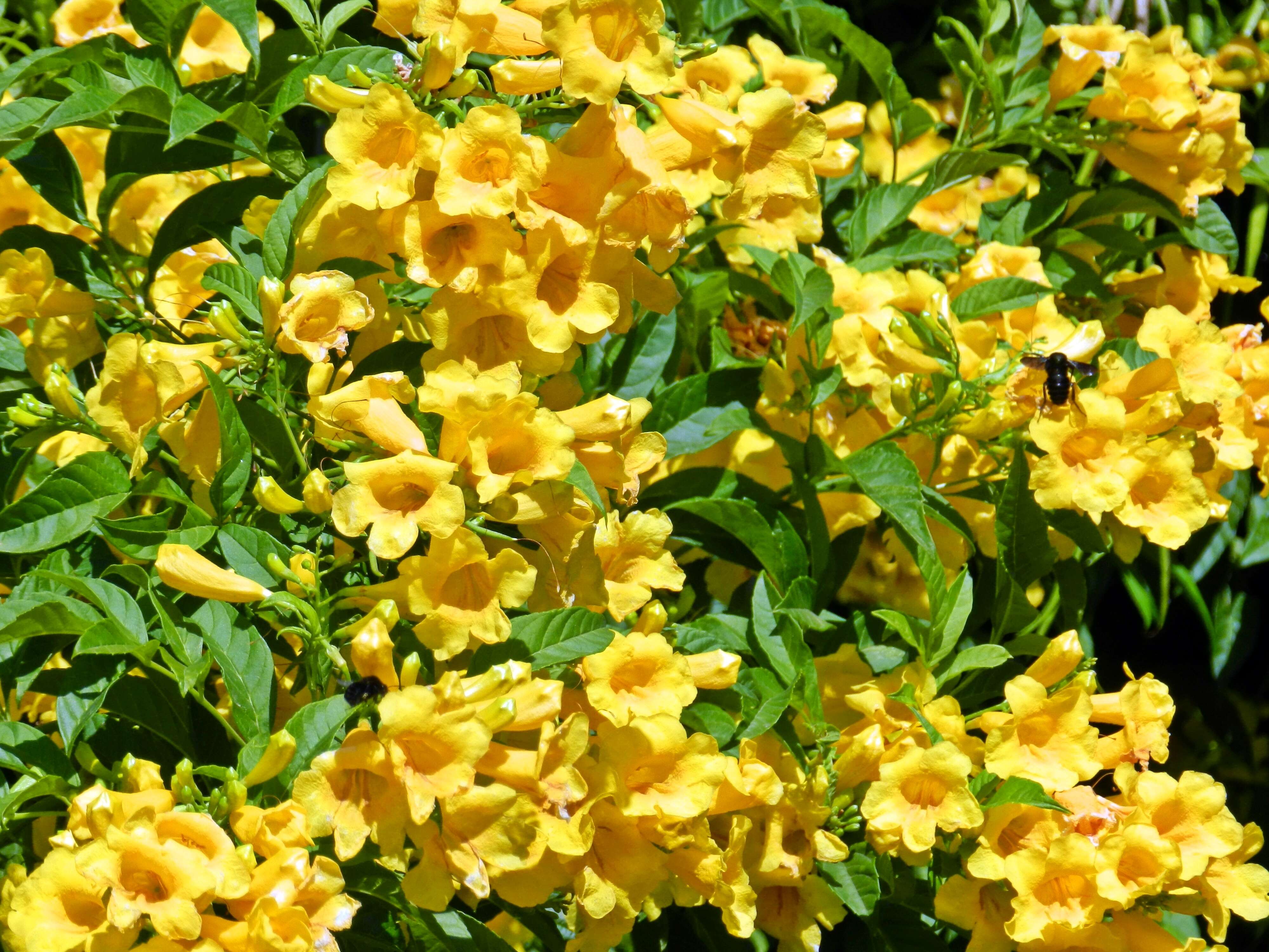 Image of Yellow bells