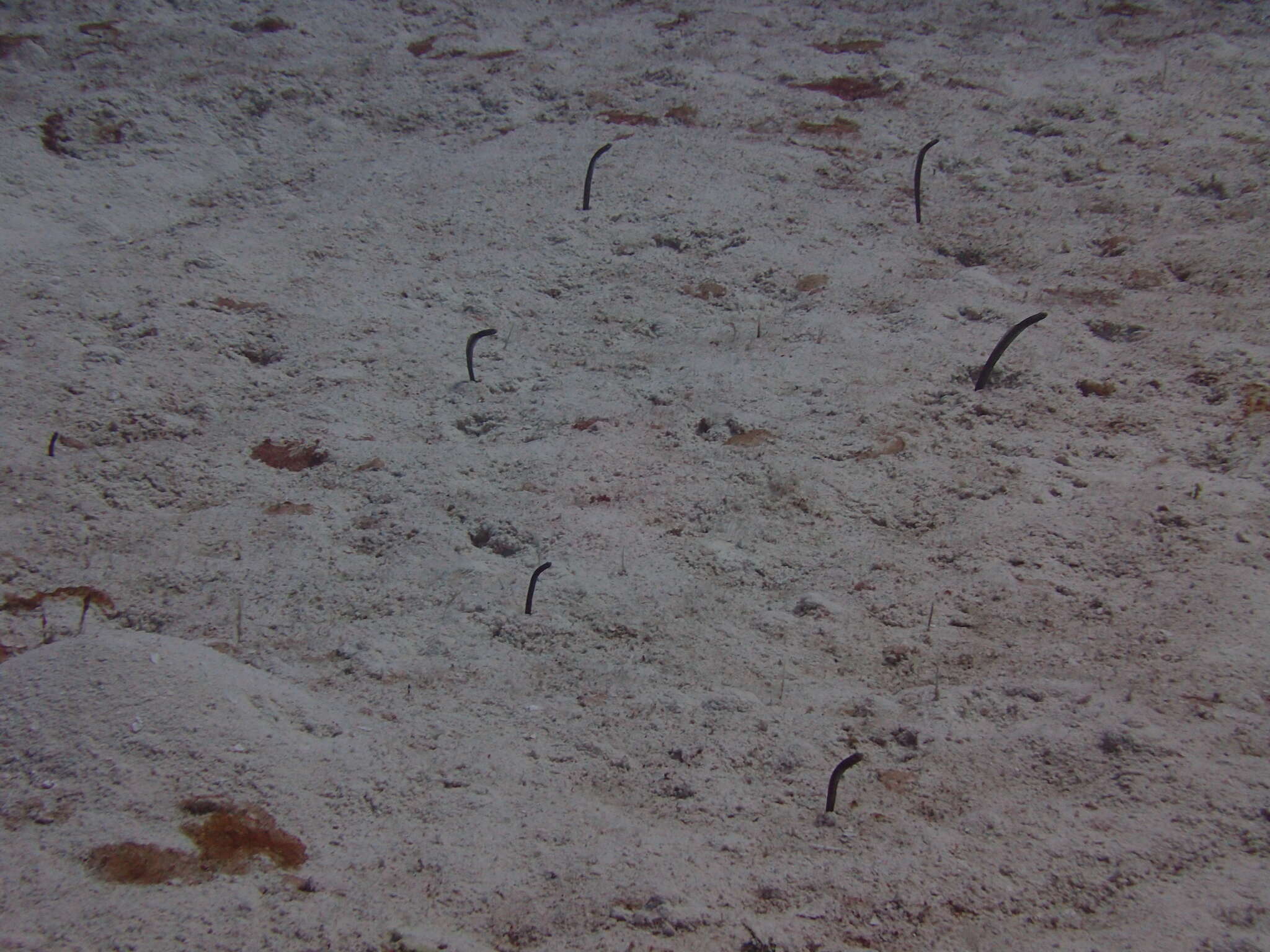 Image of Brown Garden Eel