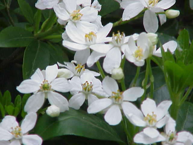 Image of Mexican Orange Blossom