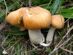 Imagem de Hygrophorus nemoreus (Pers.) Fr. 1838