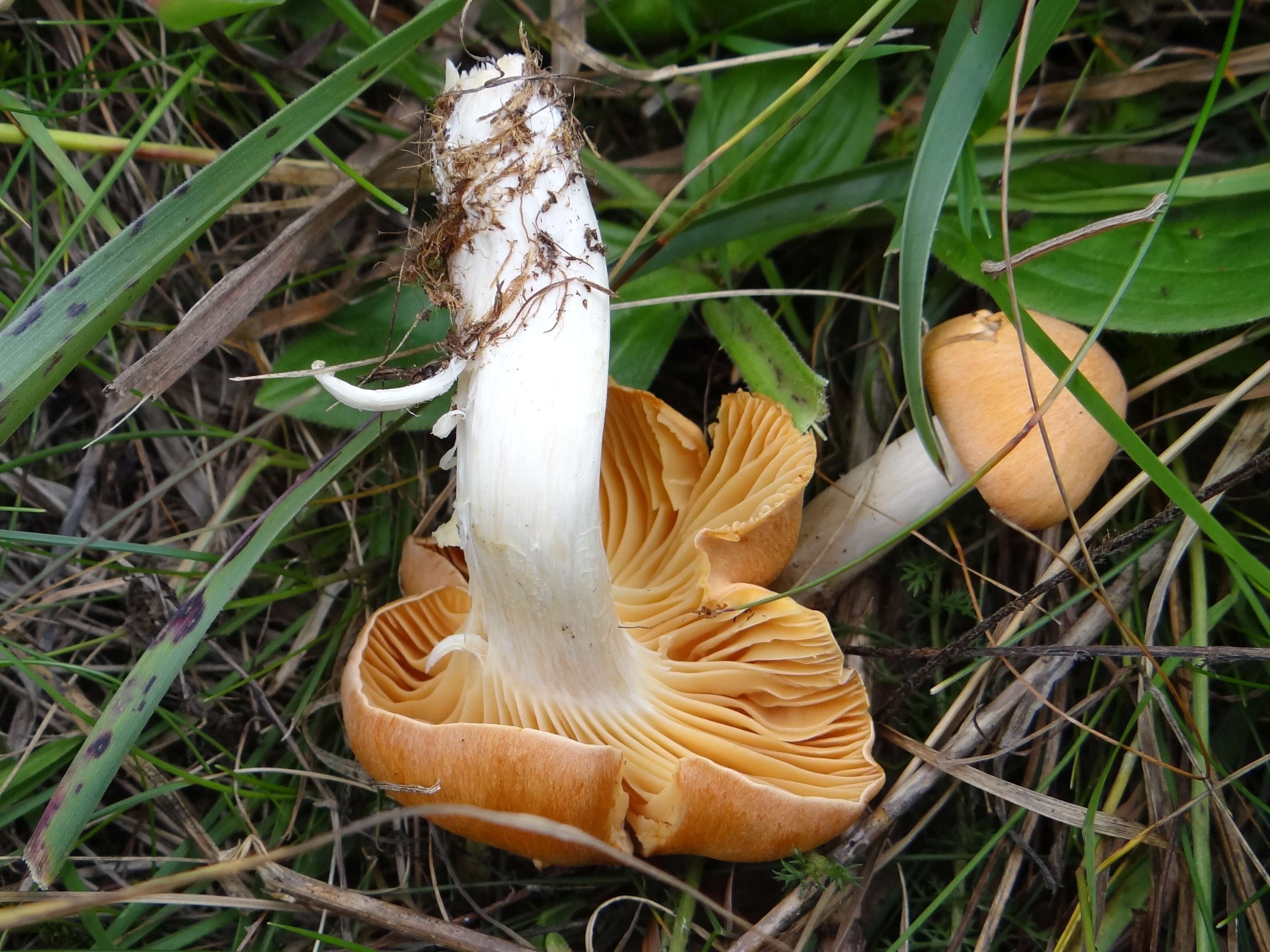 Imagem de Hygrophorus nemoreus (Pers.) Fr. 1838