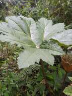 صورة Gunnera brephogea Linden & Andre