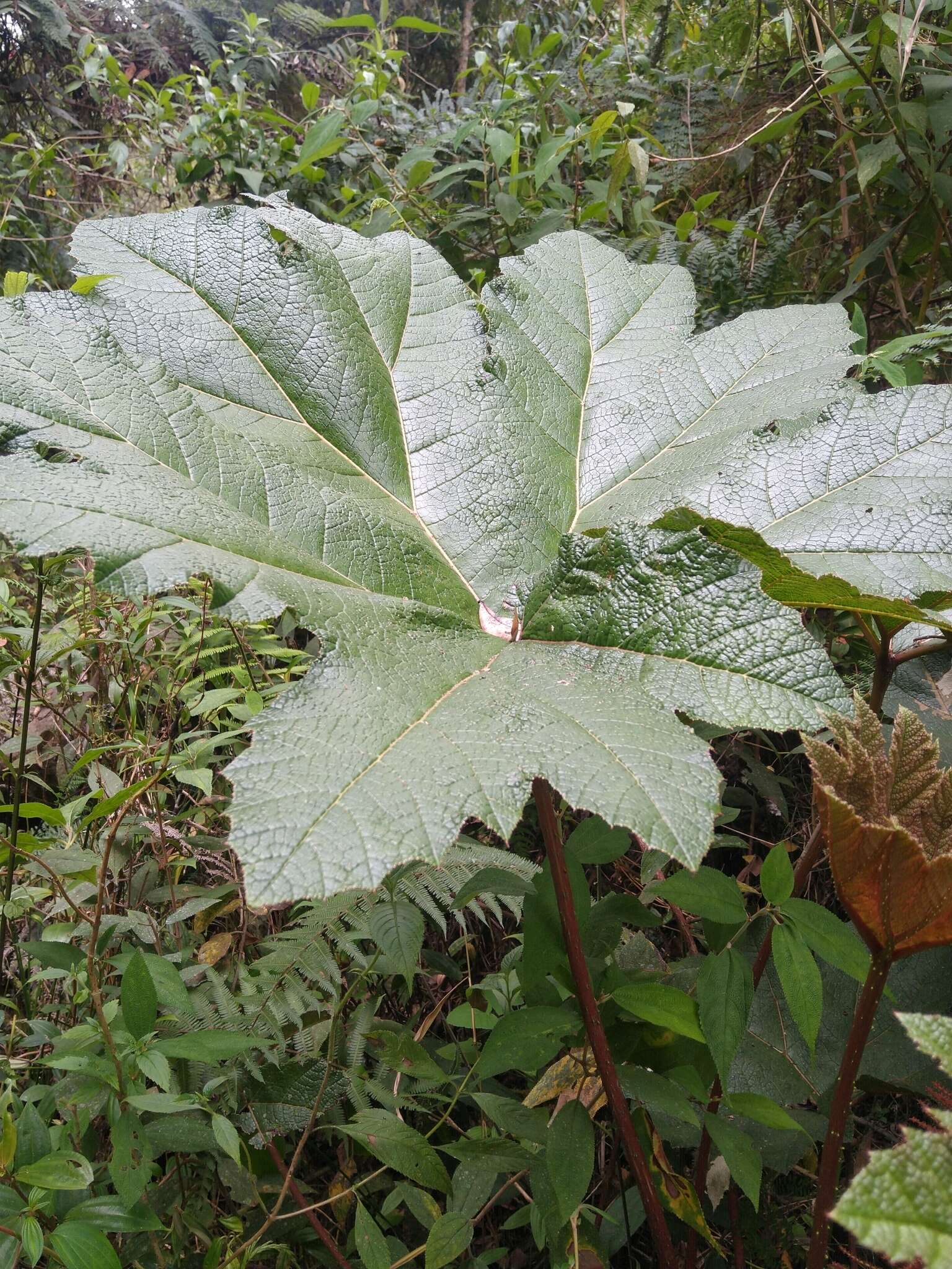 Image of Gunnera brephogea Linden & Andre