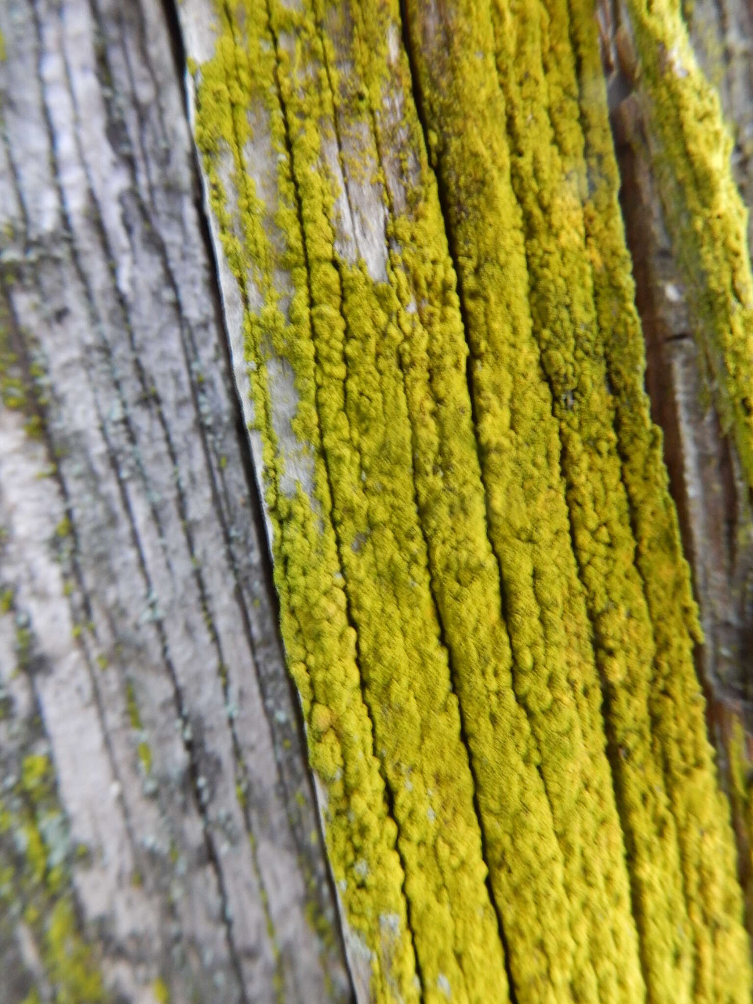 Image of dust lichen