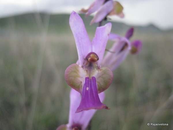 Image of Eulophia livingstoneana (Rchb. fil.) Summerh.