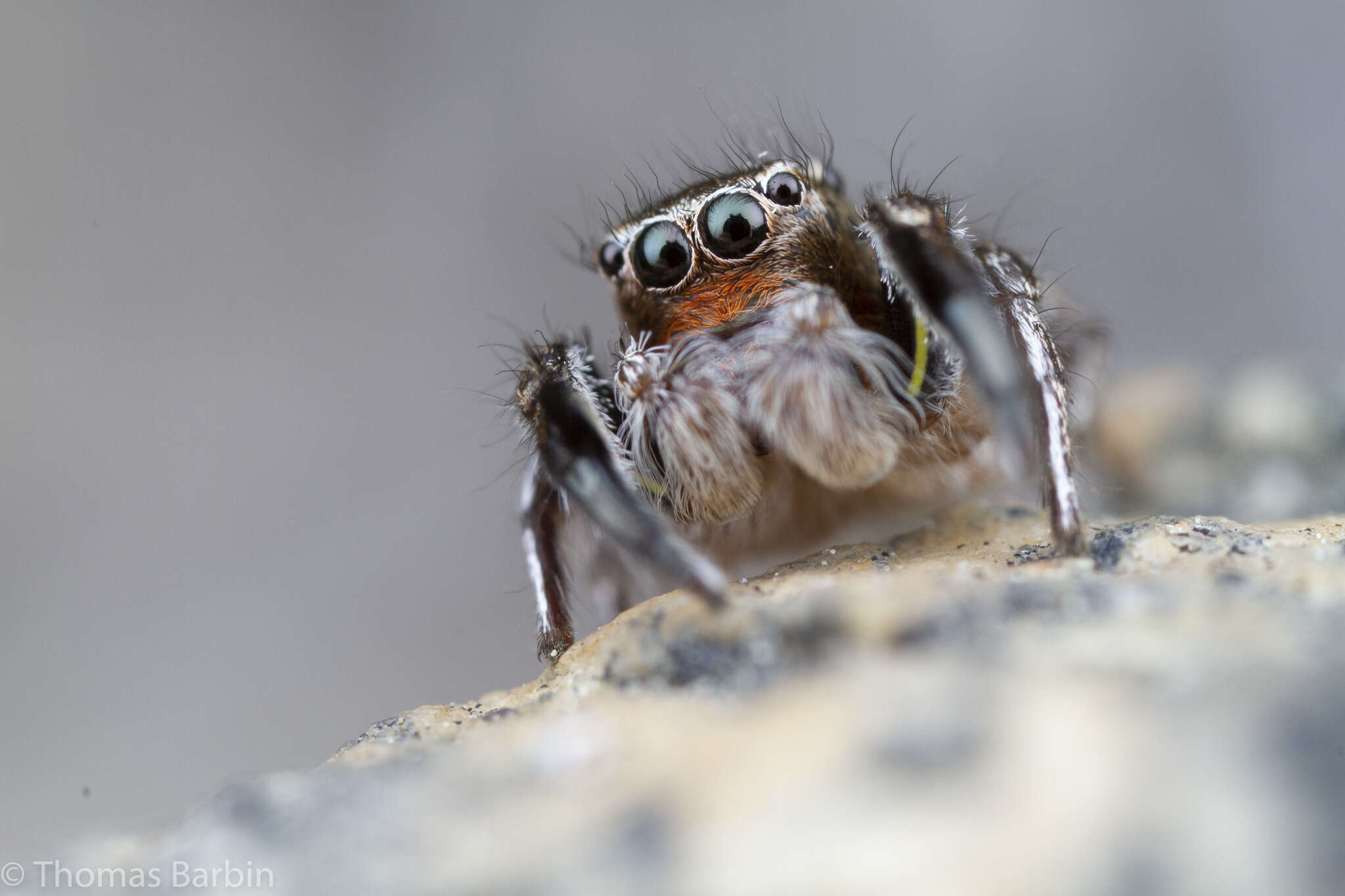 Image of Habronattus hirsutus (Peckham & Peckham 1888)